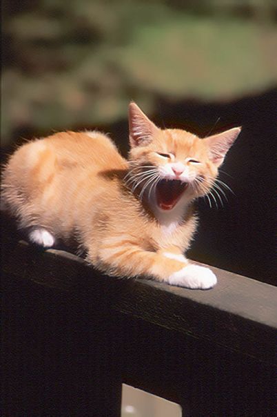 orange cat yawning.